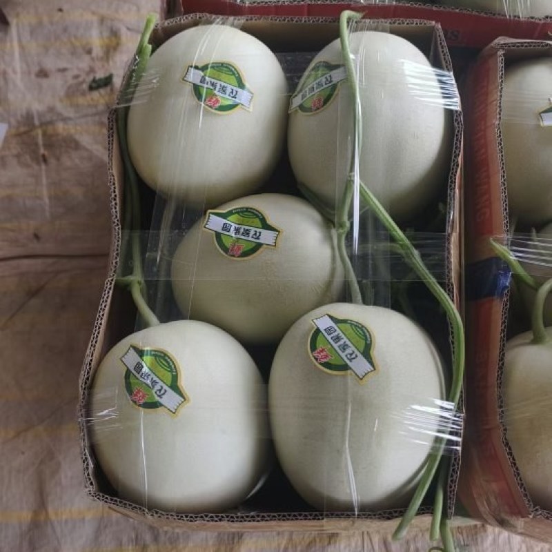 河南安阳红金密，玉菇甜瓜大量上市了，代发全国，欢迎选购。