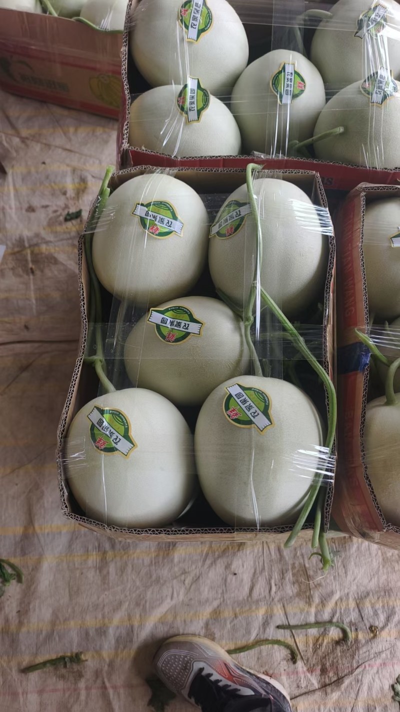 河南安阳红金密，玉菇甜瓜大量上市了，代发全国，欢迎选购。