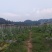 水果黄瓜