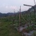 水果黄瓜