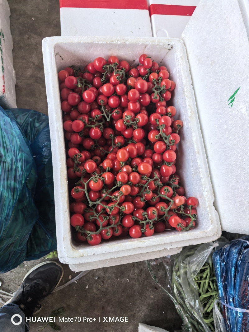 小番茄