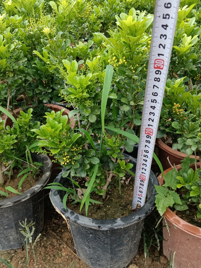 米兰/香水米兰/基地直销/福利放漏6块/棵
