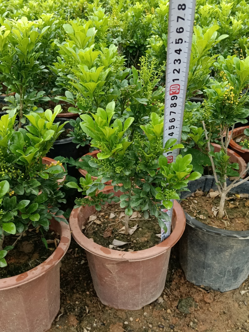 米兰/香水米兰/基地直销/福利放漏6块/棵