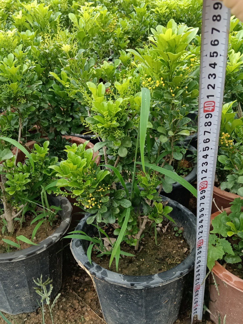 米兰/香水米兰/基地直销/福利放漏6块/棵