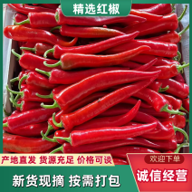 红尖椒大量上市需要的老板联系面向全国发货欢迎来电