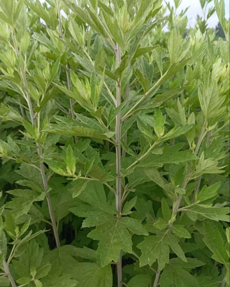 端午节新鲜艾草按需包装货源充足