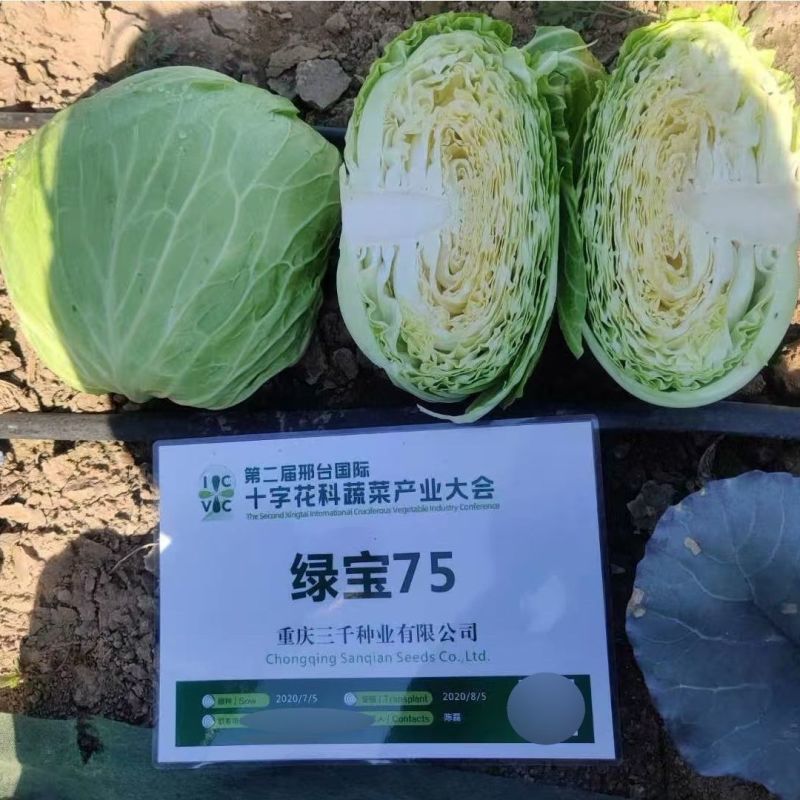 绿宝75水果味甘蓝种子包菜种籽甘蓝种子卷心菜籽高产抗病蔬
