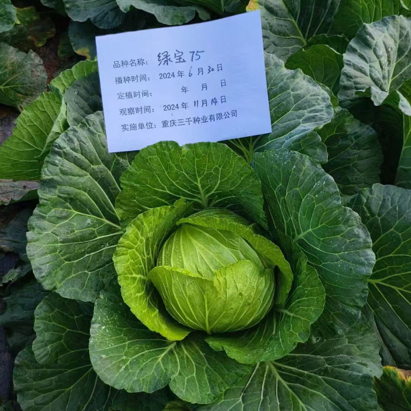 绿宝75水果味甘蓝种子包菜种籽甘蓝种子卷心菜籽高产抗病蔬