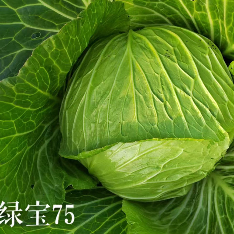 绿宝75水果味甘蓝种子包菜种籽甘蓝种子卷心菜籽高产抗病蔬
