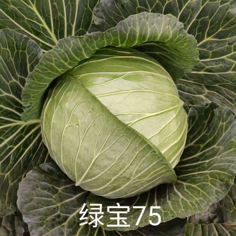 绿宝75水果味甘蓝种子包菜种籽甘蓝种子卷心菜籽高产抗病蔬