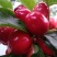 四川精品樱桃大量上市品质保证量大从优欢迎联