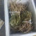 通草苗四川正宗大通草苗高杆青皮，现挖现发