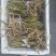 通草苗四川正宗大通草苗高杆青皮，现挖现发