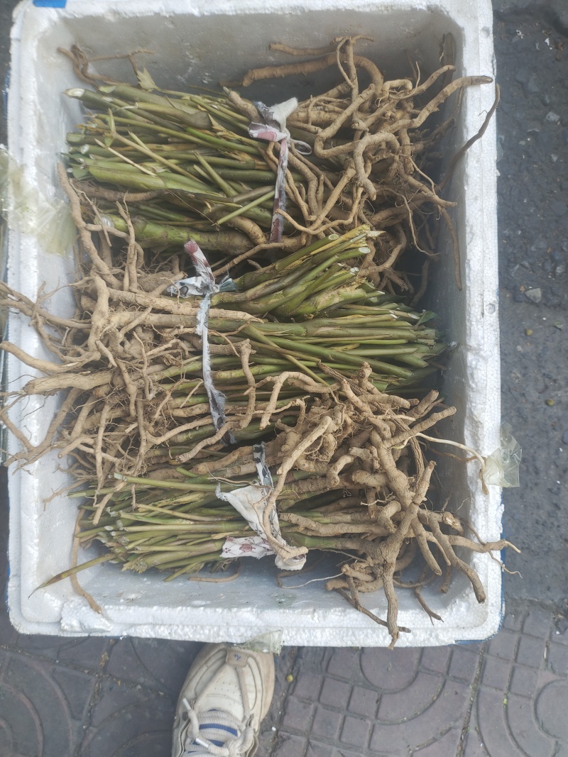 通草苗四川正宗大通草苗高杆青皮，现挖现发