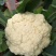 正品欧兰德川岛松花55花菜种子耐热早熟青梗小米粒耐高温花