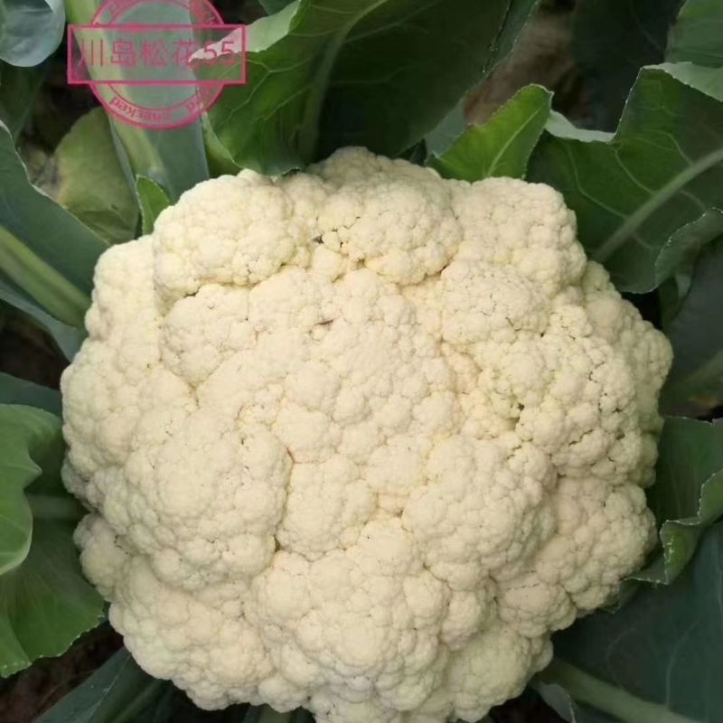 正品欧兰德川岛松花55花菜种子耐热早熟青梗小米粒耐高温花