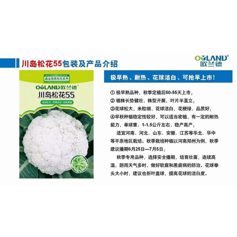 正品欧兰德川岛松花55花菜种子耐热早熟青梗小米粒耐高温花