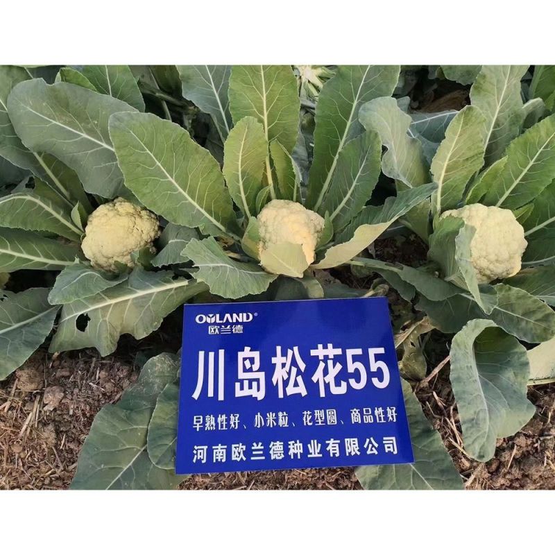 正品欧兰德川岛松花55花菜种子耐热早熟青梗小米粒耐高温花