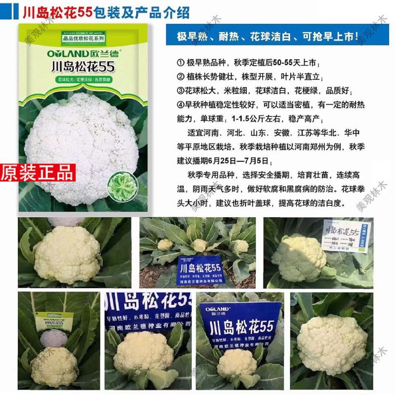 正品欧兰德川岛松花55花菜种子耐热早熟青梗小米粒耐高温花