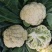 正品欧兰德川岛松花55花菜种子耐热早熟青梗小米粒耐高温花