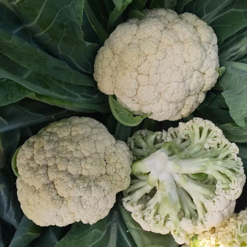 正品欧兰德川岛松花55花菜种子耐热早熟青梗小米粒耐高温花
