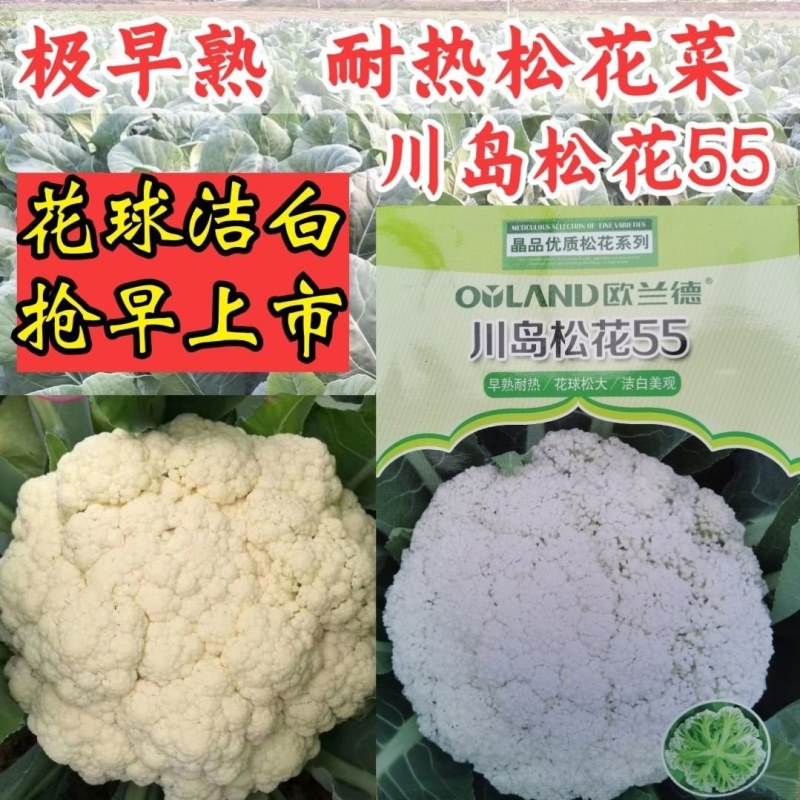 正品欧兰德川岛松花55花菜种子耐热早熟青梗小米粒耐高温花