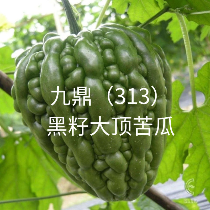 广东杜阮苦瓜种子九鼎313大顶苦瓜种子春夏秋播凉瓜苹果苦