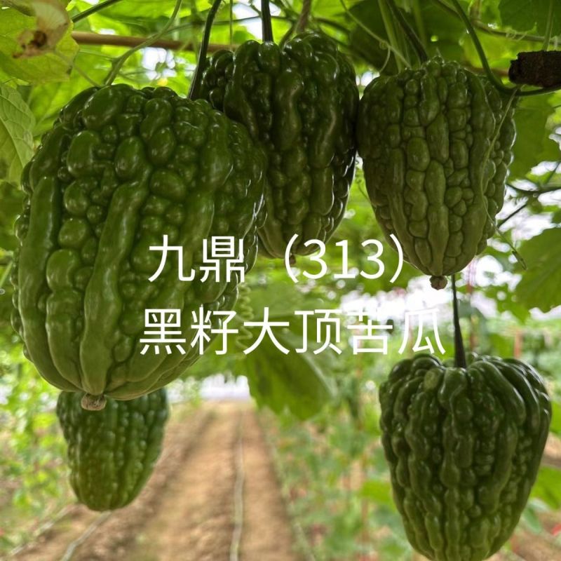 广东杜阮苦瓜种子九鼎313大顶苦瓜种子春夏秋播凉瓜苹果苦