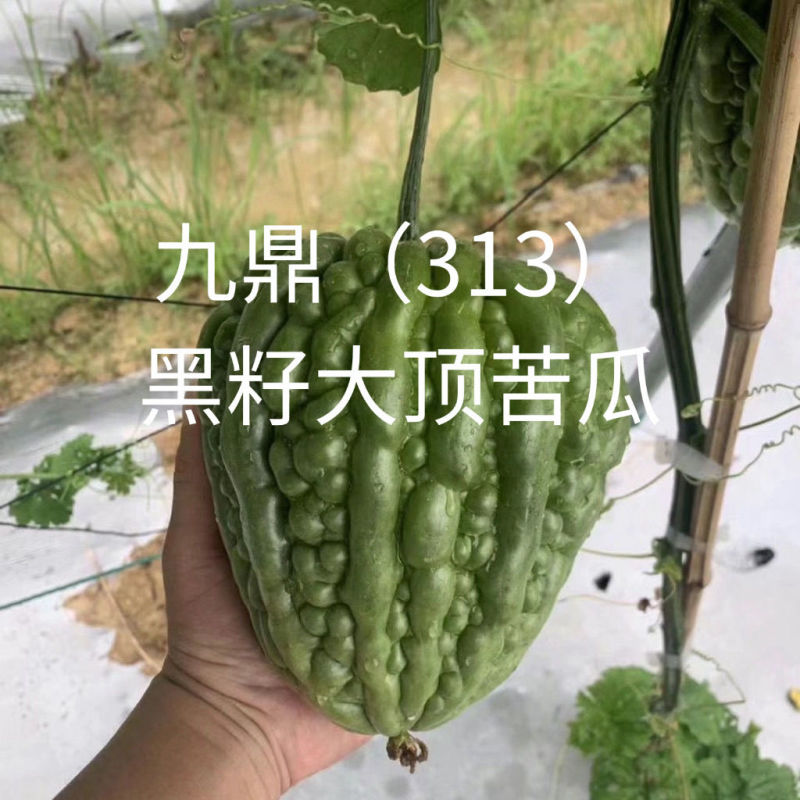 广东杜阮苦瓜种子九鼎313大顶苦瓜种子春夏秋播凉瓜苹果苦