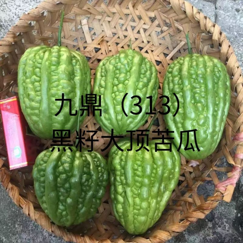 广东杜阮苦瓜种子九鼎313大顶苦瓜种子春夏秋播凉瓜苹果苦