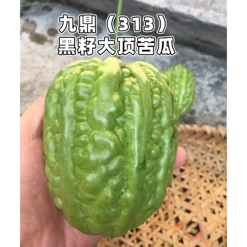 广东杜阮苦瓜种子九鼎313大顶苦瓜种子春夏秋播凉瓜苹果苦