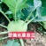 翠美水果苤蓝种子球茎苤菜天津青苤蓝大头菜薄皮生吃脆甜嫩芥