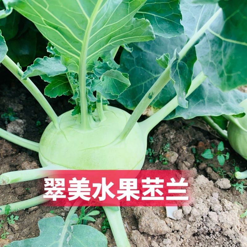 翠美水果苤蓝种子球茎苤菜天津青苤蓝大头菜薄皮生吃脆甜嫩芥