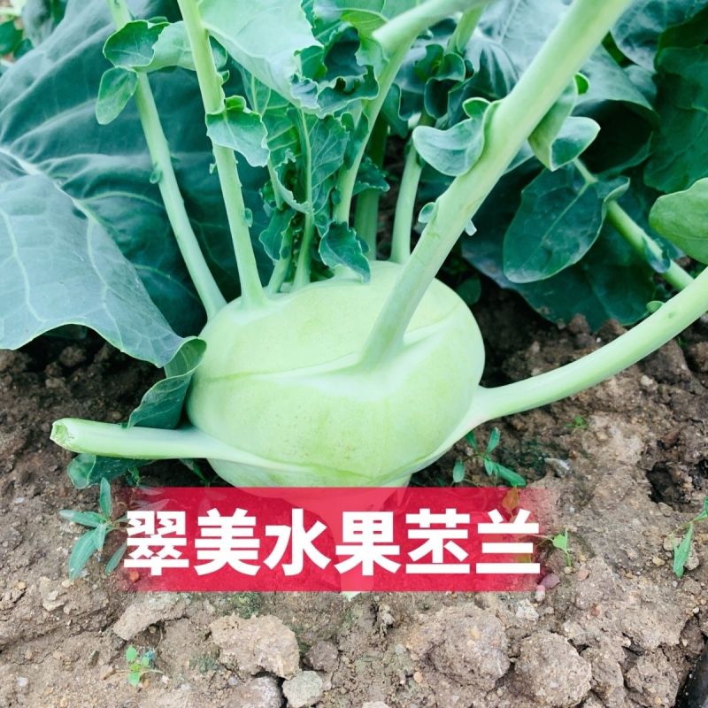 翠美水果苤蓝种子球茎苤菜天津青苤蓝大头菜薄皮生吃脆甜嫩芥
