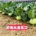 翠美水果苤蓝种子球茎苤菜天津青苤蓝大头菜薄皮生吃脆甜嫩芥