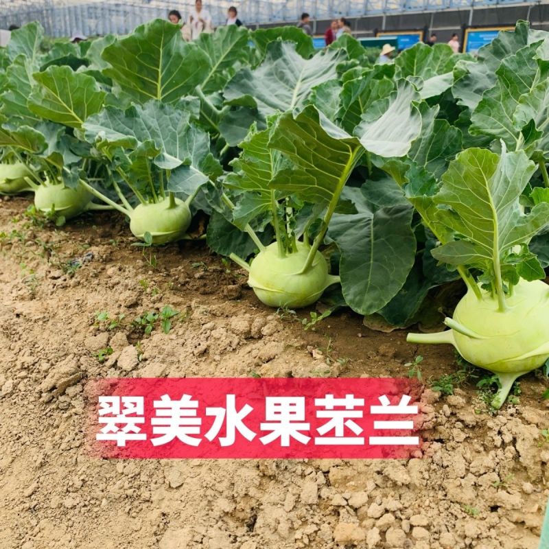 翠美水果苤蓝种子球茎苤菜天津青苤蓝大头菜薄皮生吃脆甜嫩芥