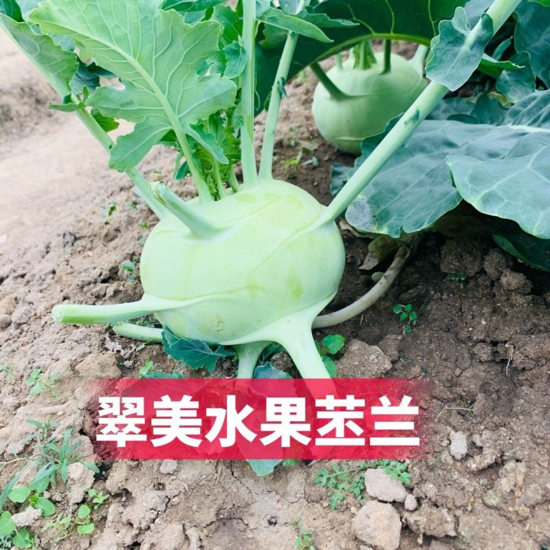 翠美水果苤蓝种子球茎苤菜天津青苤蓝大头菜薄皮生吃脆甜嫩芥