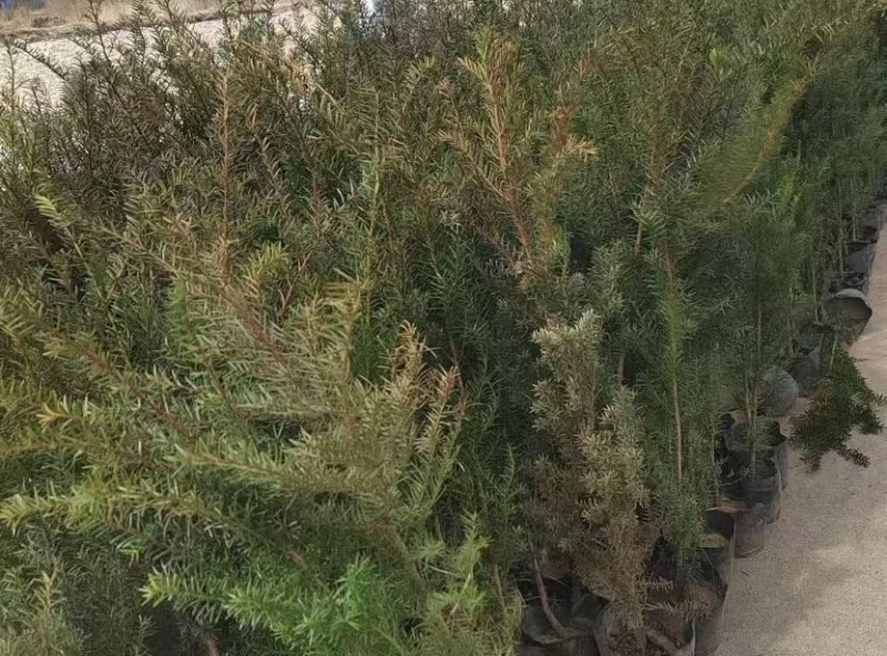 红豆杉各种规格东北红豆杉占地观赏抗寒造林