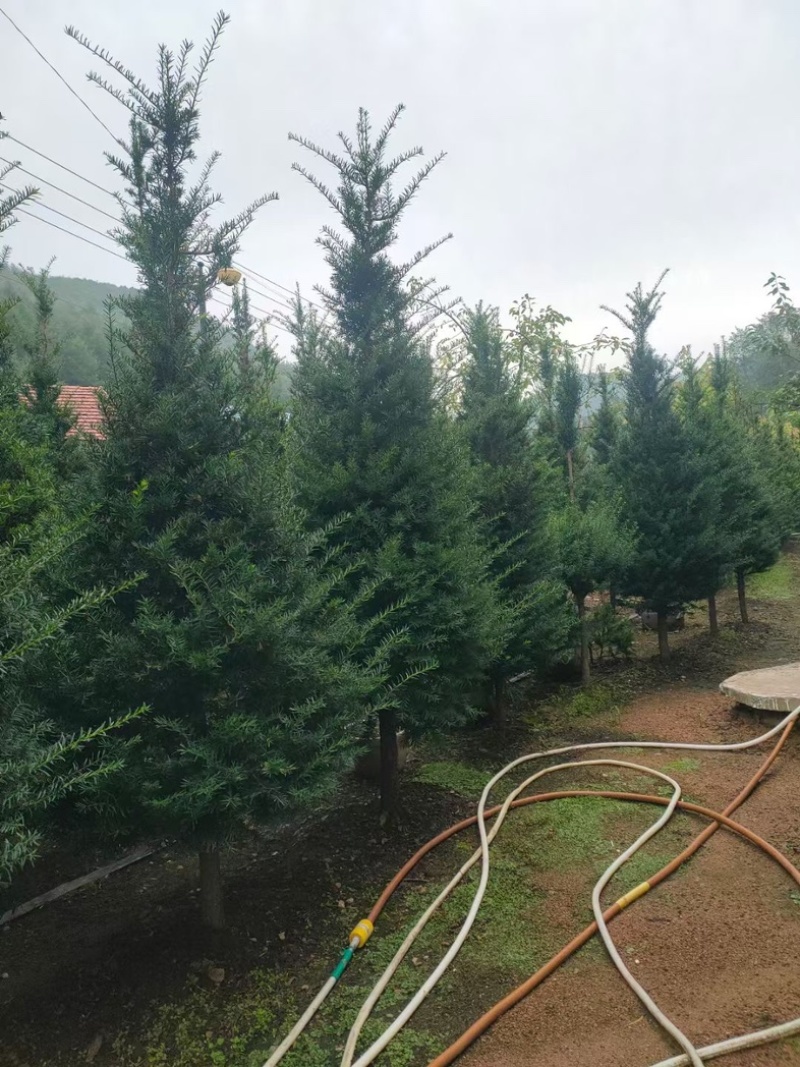 红豆杉各种规格东北红豆杉占地观赏抗寒造林