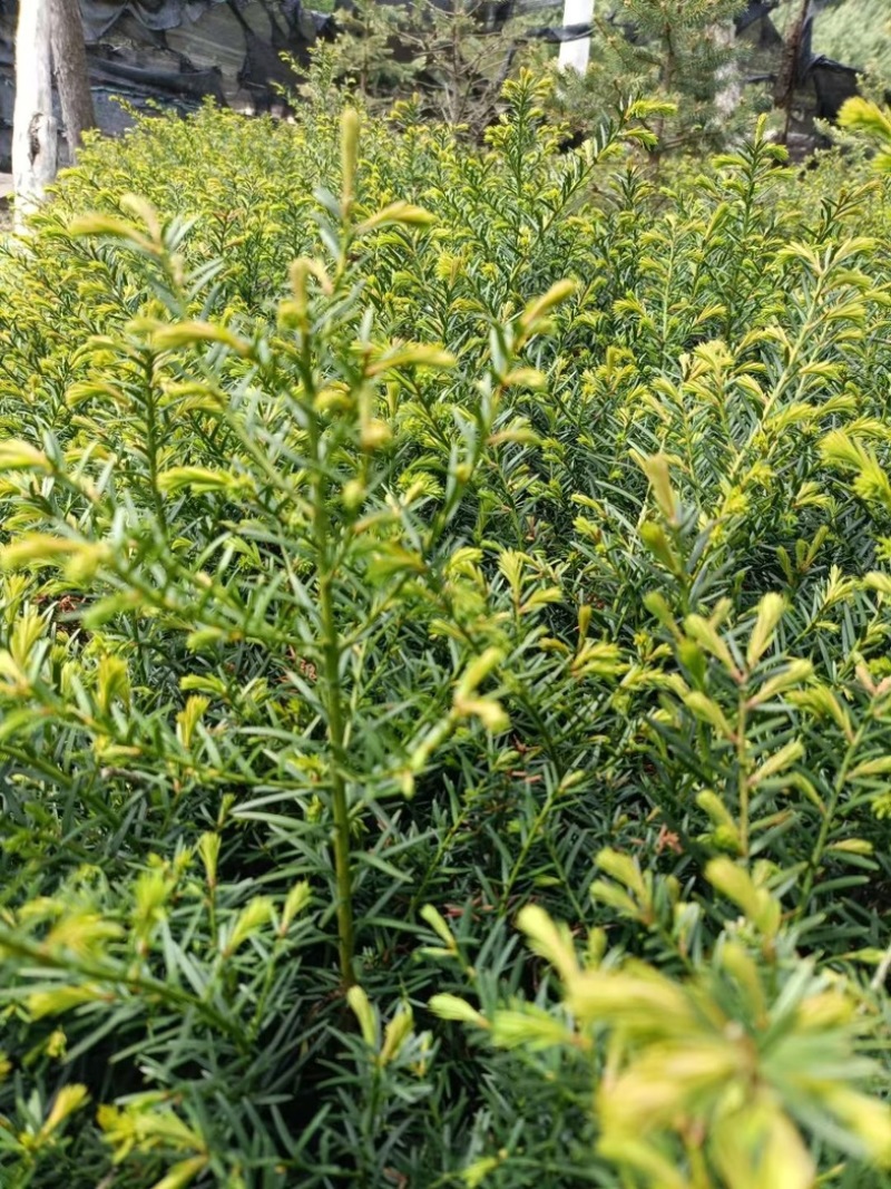 红豆杉各种规格东北红豆杉占地观赏抗寒造林