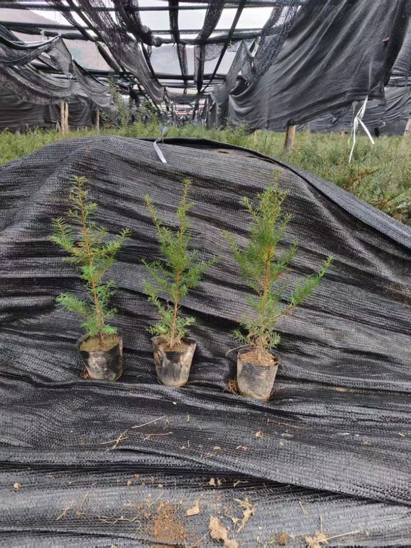 红豆杉各种规格东北红豆杉占地观赏抗寒造林
