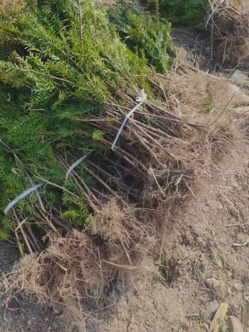 红豆杉各种规格东北红豆杉占地观赏抗寒造林