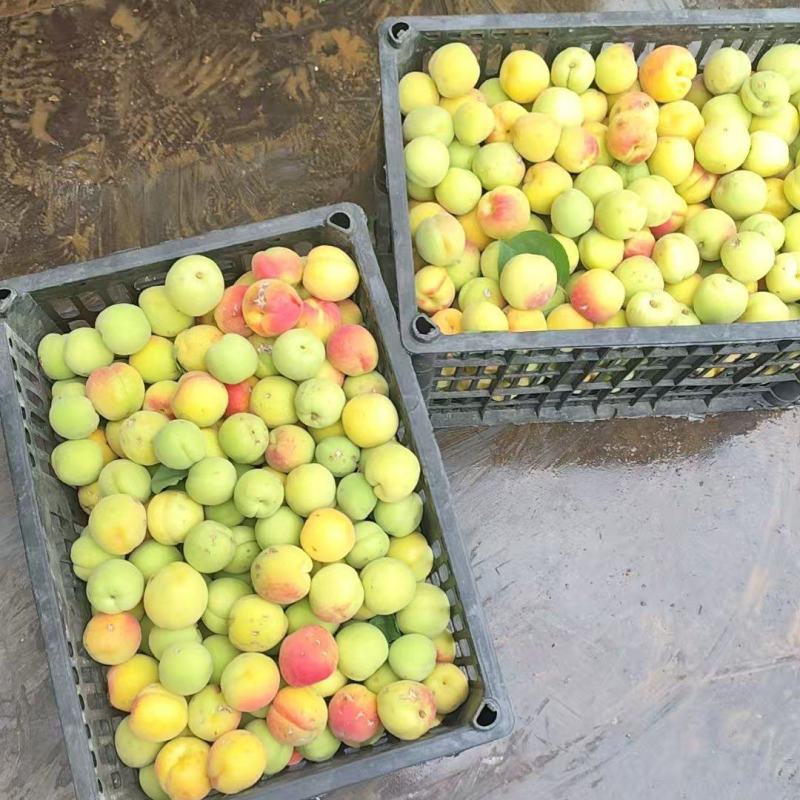 太平红杏，冰雹果，可做加工