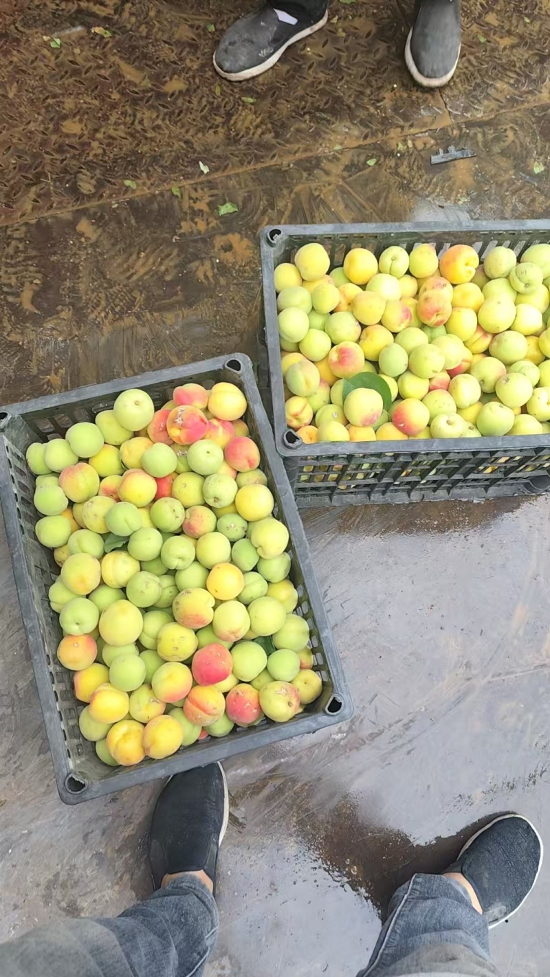 太平红杏，冰雹果，可做加工