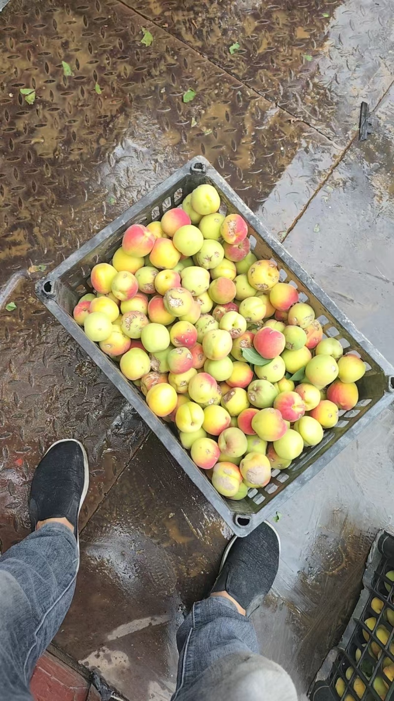 太平红杏，冰雹果，可做加工