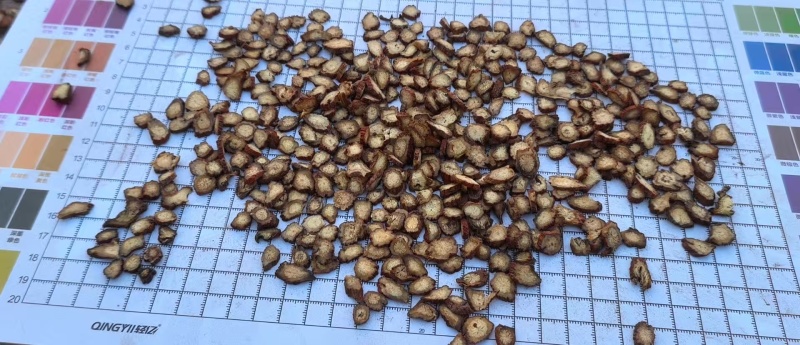 丹参六号筛基地直供可视频看货品质优欢迎选购