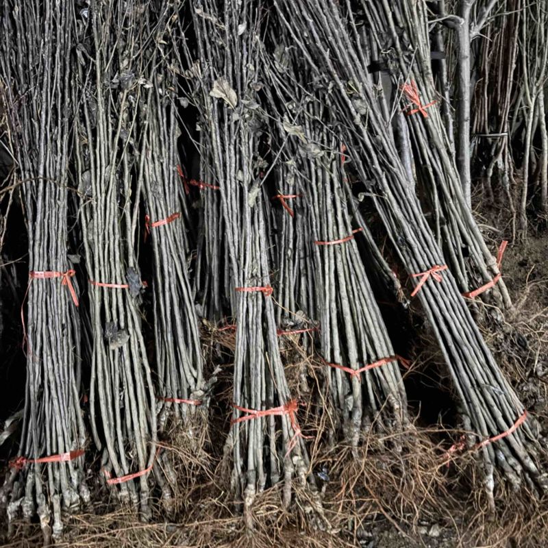 精品苹果苗，东北抗寒各种精品苗保纯度