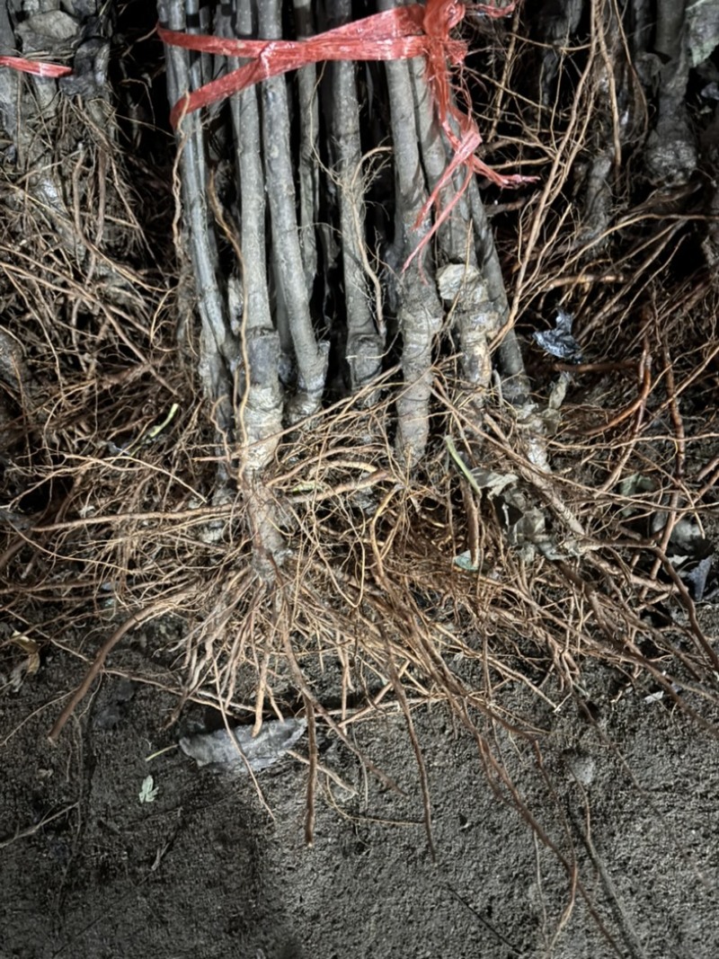 精品苹果苗，东北抗寒各种精品苗保纯度