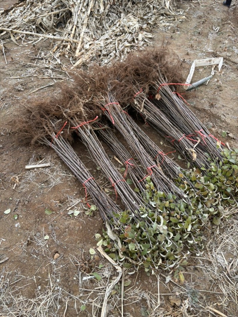 精品苹果苗，东北抗寒各种精品苗保纯度