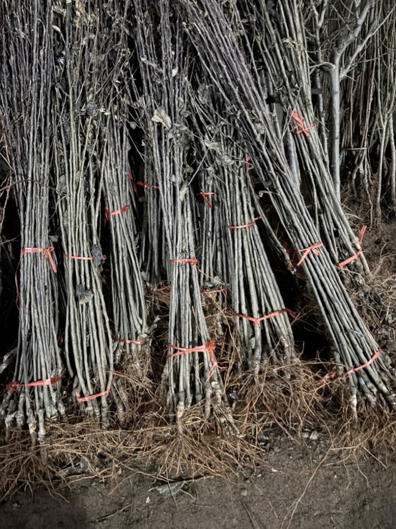 精品苹果苗，东北抗寒各种精品苗保纯度